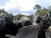 黒い火山岩とカモメたち